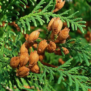 THUJA
