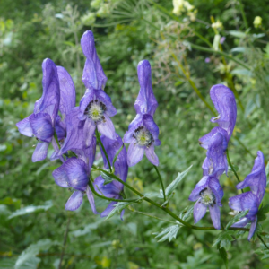 ACONITUM