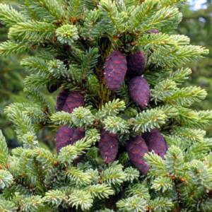 ABIES NIGRA