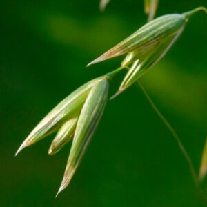 AVENA SATIVA