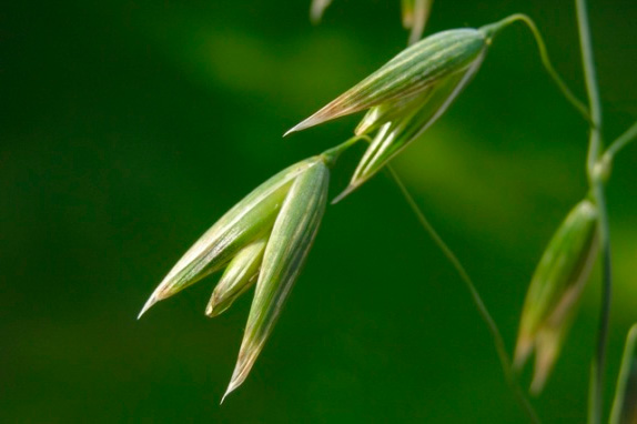 AVENA SATIVA