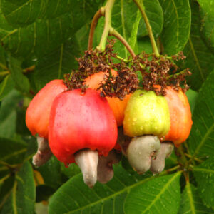 ANACARDIUM