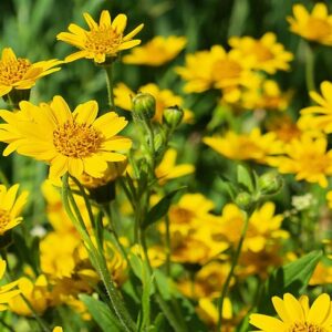 ARNICA