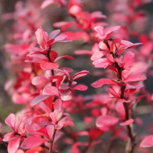 BERBERIS