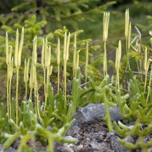 LYCOPODIUM